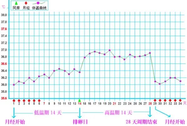 女性排卵期体温曲线图