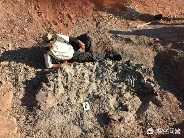 科学家发现2.2亿年前恐龙墓,谁给安葬的呀?