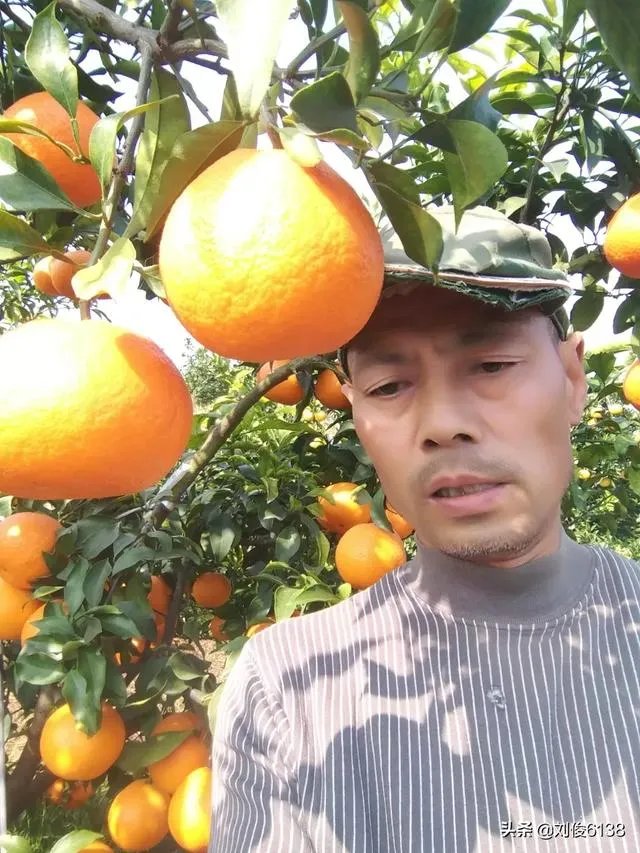 柑橘没有一干三枝怎么办？