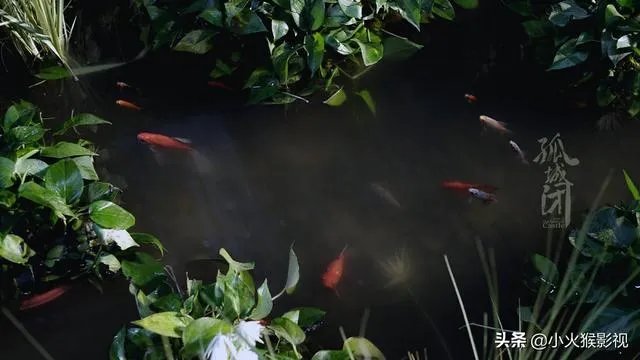 如何评价电视剧《孤城闭》王楚然饰演的张贵妃?