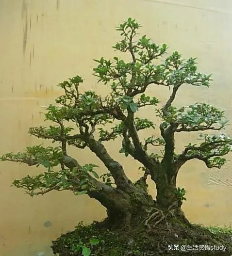 柑橘没有一干三枝怎么办？