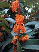 桂花树的资料?