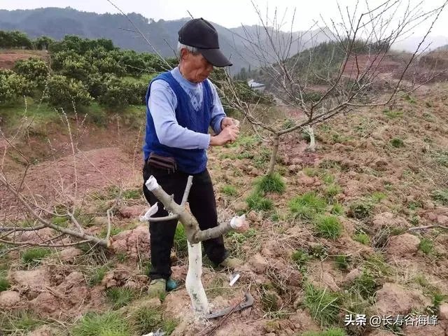 柑橘没有一干三枝怎么办？