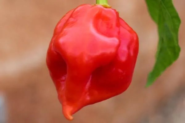 世界最辣的十种辣椒，无限辣椒上榜，第一辣度峰值达220万SHU