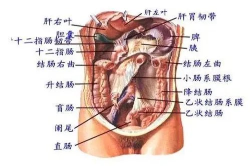 肚脐眼两边是什么部位图片