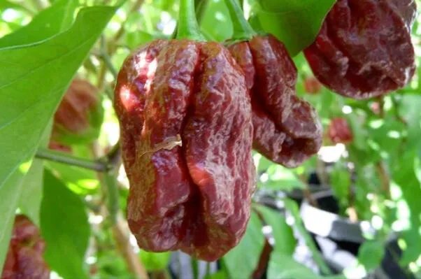 世界最辣的十种辣椒，无限辣椒上榜，第一辣度峰值达220万SHU