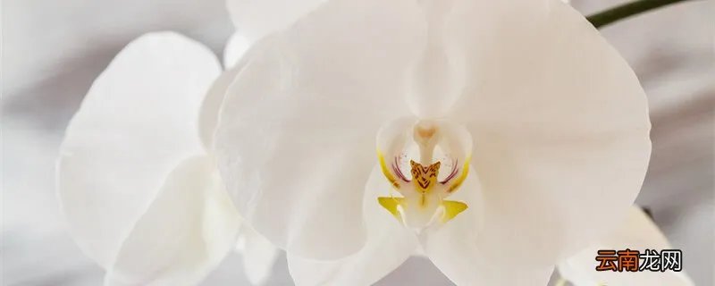 幽幽黄桷兰的花语，黄桷兰的花语和寓意？
