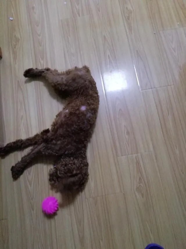 狗为什么会有食粪症的表现?它会觉得臭吗?
