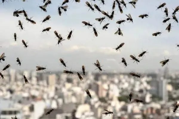英国现巨型飞蚁群太空可观测到,它们是如何进行繁殖的?