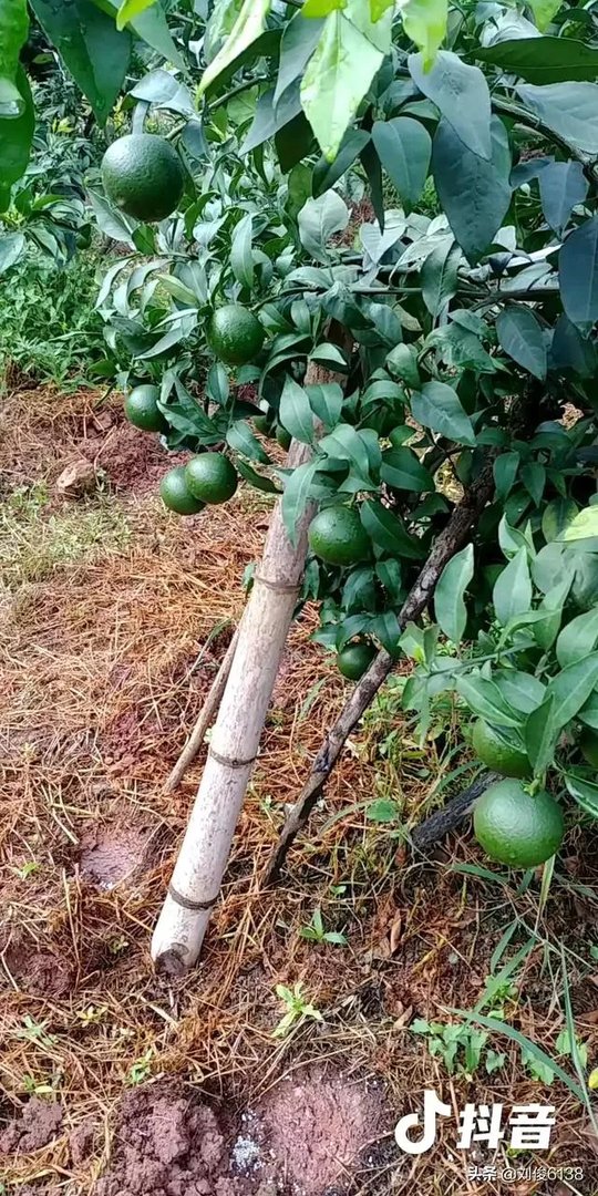 柑橘没有一干三枝怎么办？