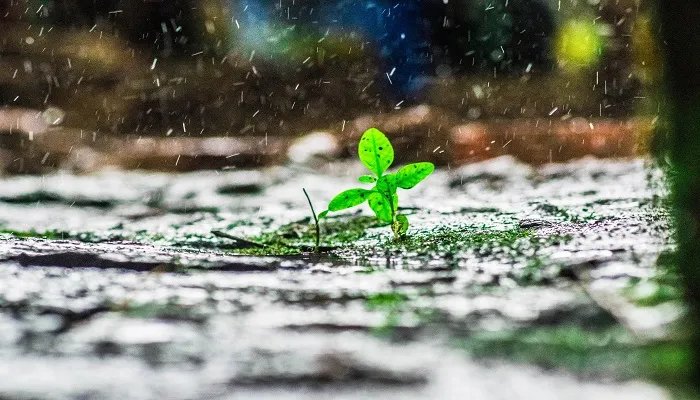 全年高温多雨的气候类型是 全年高温多雨的气候类型是什么气候