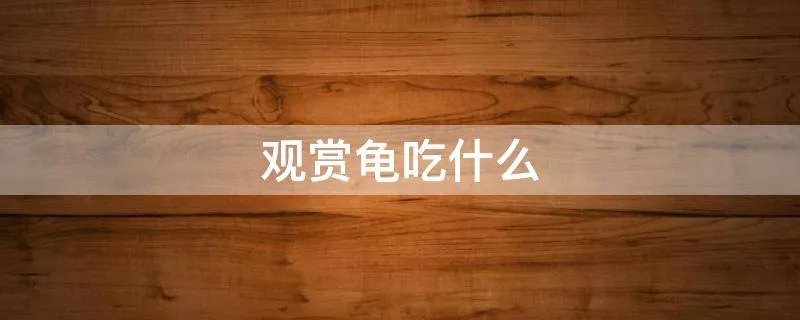 观赏龟吃什么