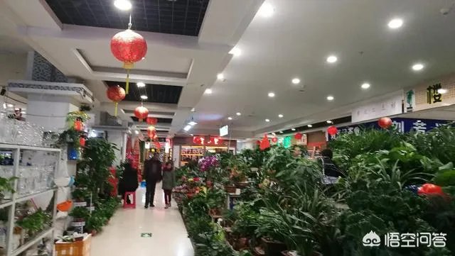 长春有哪些花鸟鱼市场?