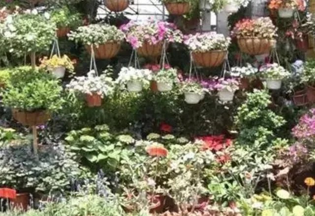 长春有哪些花鸟鱼市场?