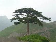 松树的外形特征??