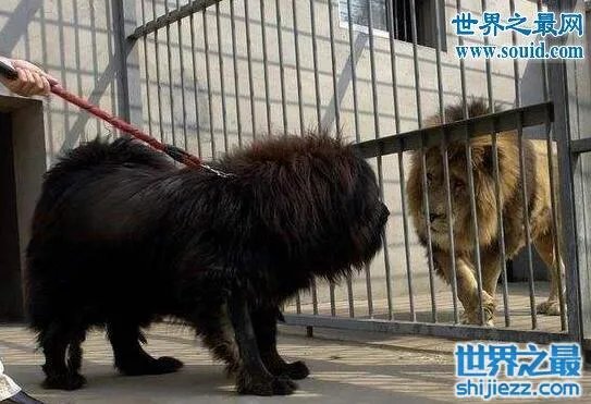 东北虎秒杀藏獒视频,东北虎和藏獒谁更厉害