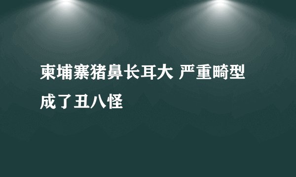 柬埔寨猪鼻长耳大 严重畸型成了丑八怪