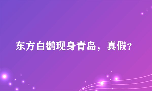 东方白鹳现身青岛，真假？