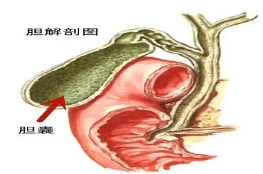 肝胆解剖图片