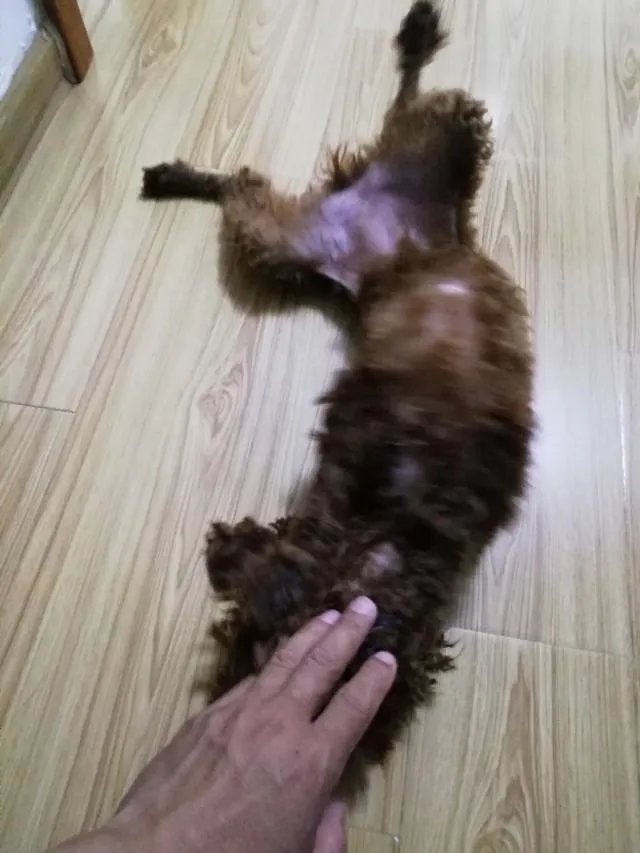 狗为什么会有食粪症的表现?它会觉得臭吗?