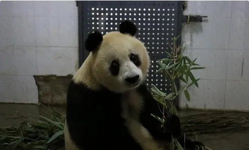 熊猫苏苏在哪里因病去世？