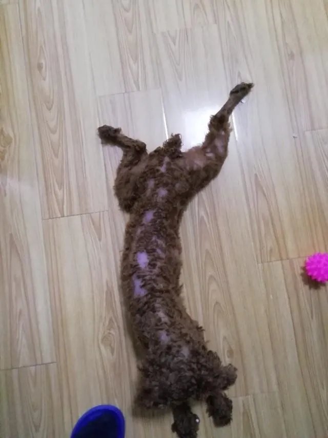 狗为什么会有食粪症的表现?它会觉得臭吗?