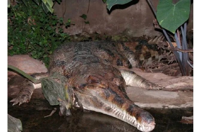 世界十大巨型鳄鱼 湾鳄体重超1600公斤,曾吞食上千日军