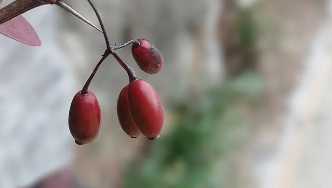 五味子的功效与作用