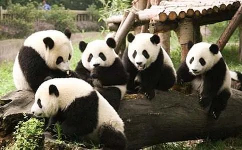 《功夫熊猫》经典台词