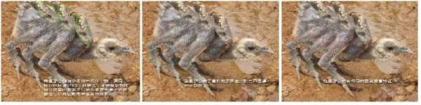 肯德基麦当劳那个六翅鸡的事情到底怎么说啊,搞得我现在都不太敢去吃了