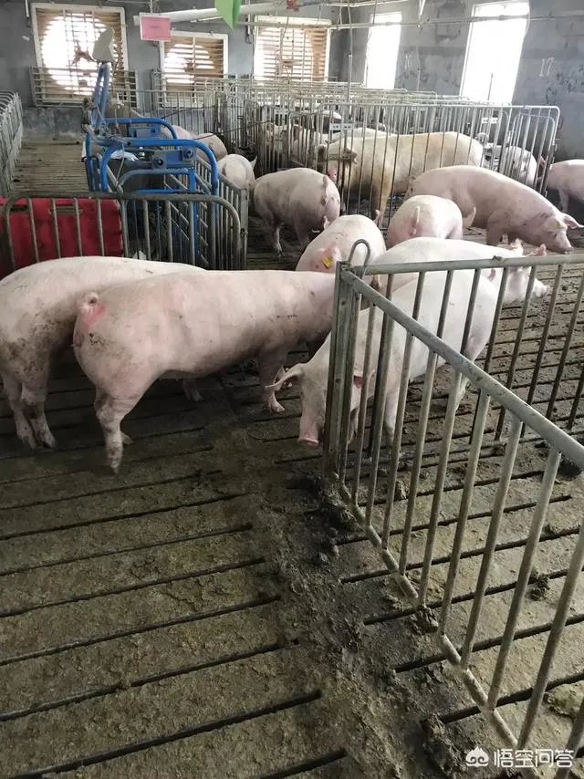 2018年生猪价格行情走势如何?