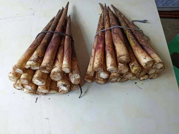 冬笋每斤40元价格贵过肉,冬笋的价格为何这么贵?