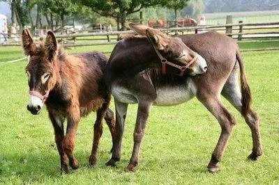 临沂一驴肉馆里逃出一头驴狂奔不止,这说明了什么?