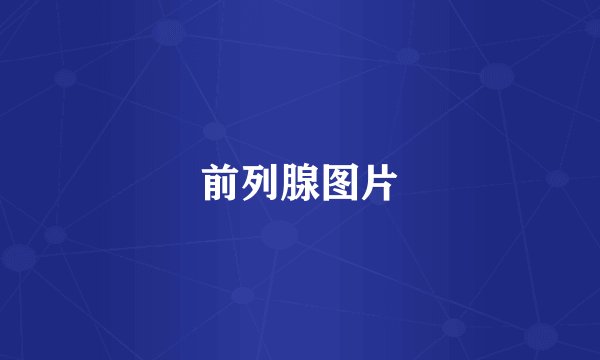 前列腺图片