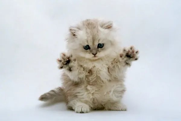 怎样养猫?