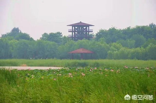 潍坊湿地公园在哪里?有多大?