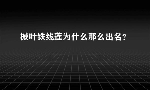 槭叶铁线莲为什么那么出名？