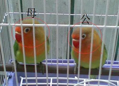 牡丹鹦鹉分公母图片?