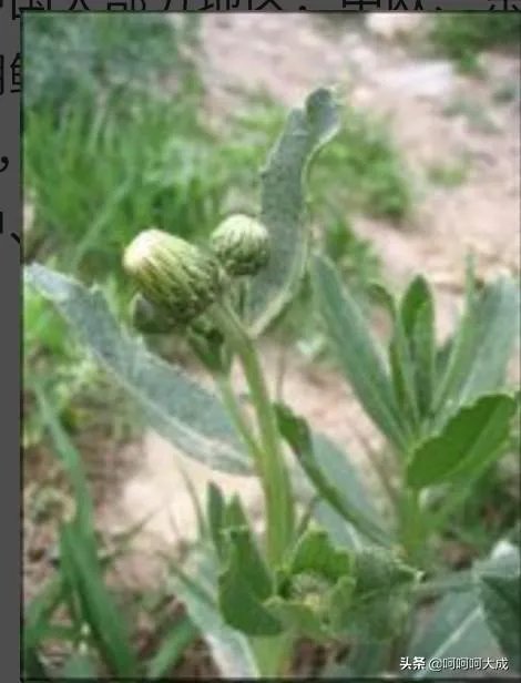 夏菜是什么菜？