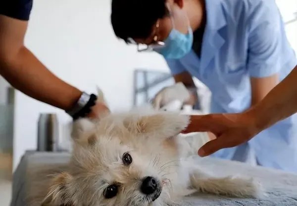 花25万克隆去世宠物狗，我们该如何与生命告别？