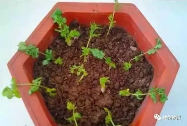 香菜种植有什么好方法