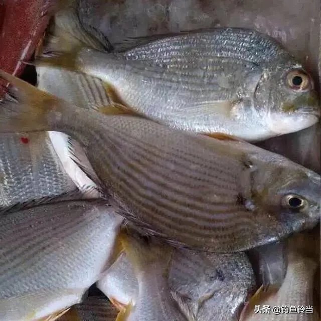 黄脚腊,黄脚立一样吗