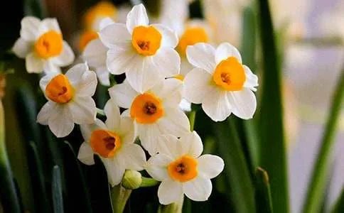 水仙花开