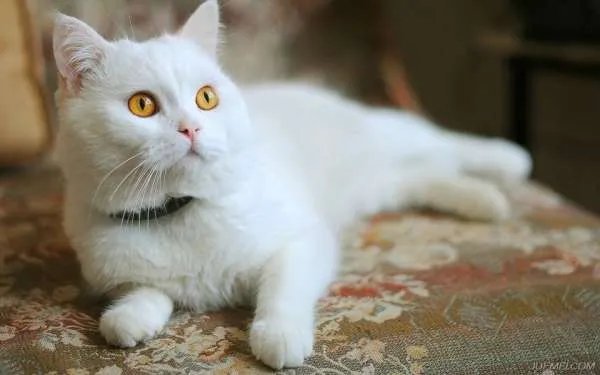 好看的猫图片