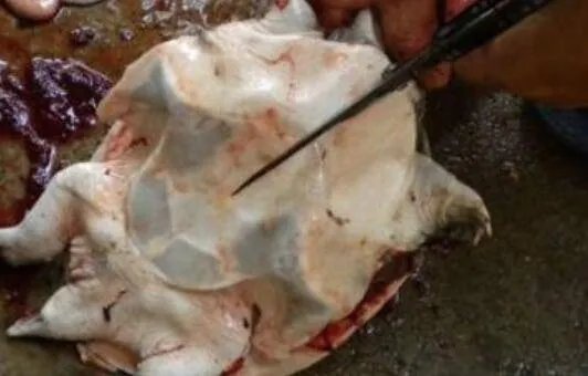 杀水鱼怎样杀
