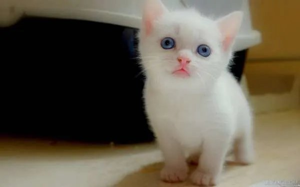 好看的猫图片