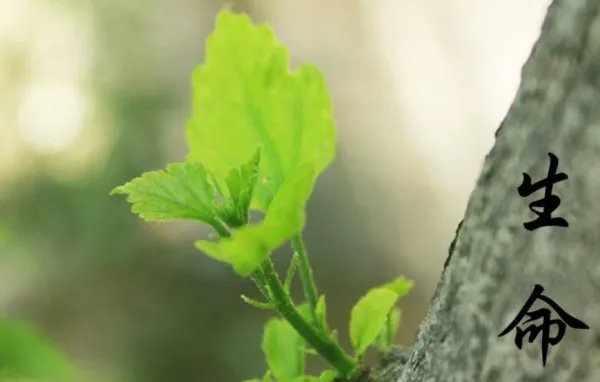 生字组词