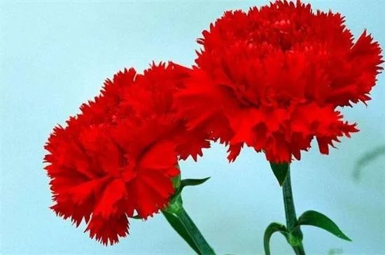 一月开什么花