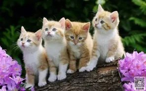 好看的猫图片