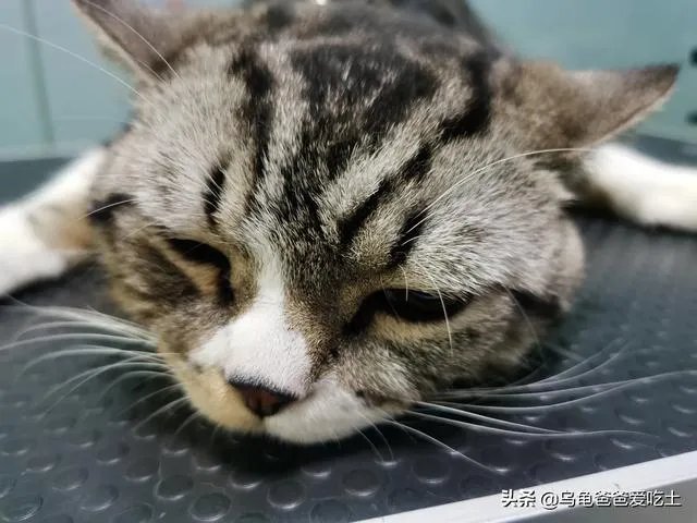 有没有比较好的猫粮推荐一下?